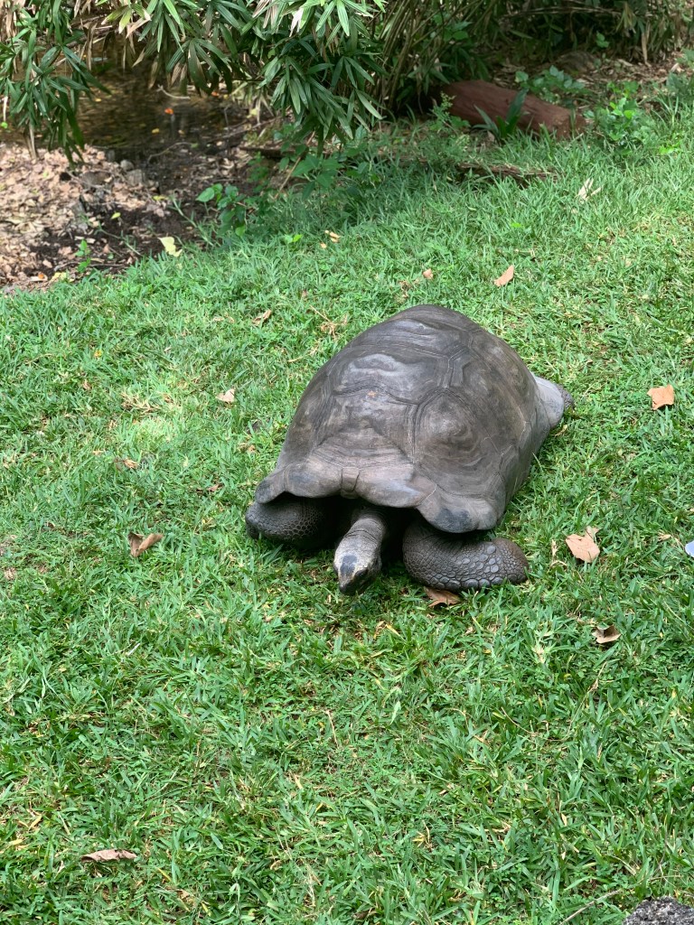 a tortoise 