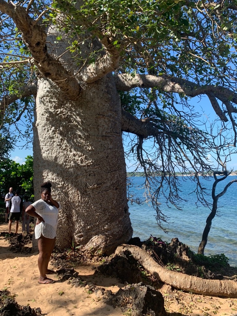 a Baobab tree on wasini island